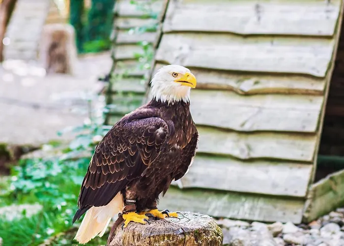 Demeure De Flammarenc 4* Albefeuille-Lagarde