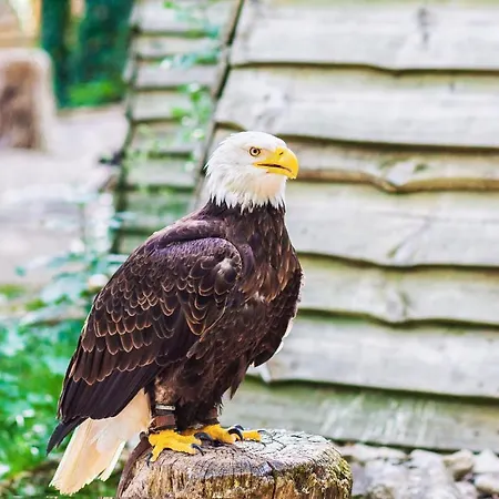 Demeure De Flammarenc 4* Albefeuille-Lagarde